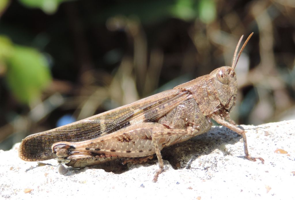 Aiolopus strepens strepens (Latreille, 1804)